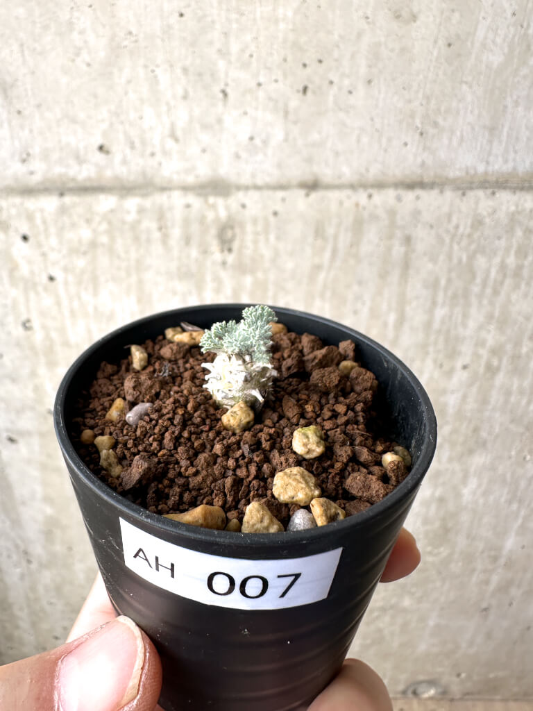 【現品限り】モンソニア・ぺニクリナム【AH7】 Monsonia peniculinum