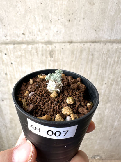 【現品限り】モンソニア・ぺニクリナム【AH7】 Monsonia peniculinum