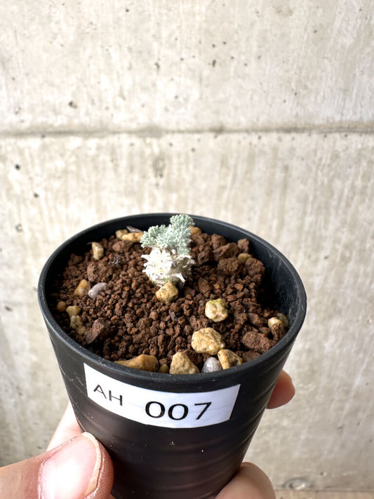 【現品限り】モンソニア・ぺニクリナム【AH7】 Monsonia peniculinum