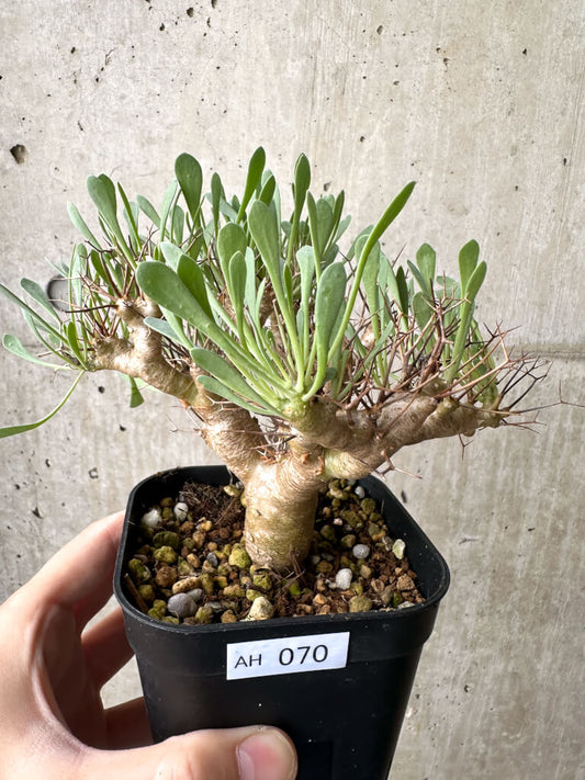 【現品限り】オトンナ・ユーフォルビオイデス【AH70】 Othonna euphorbioides