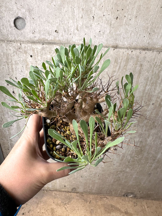 【現品限り】オトンナ・ユーフォルビオイデス【AH70】 Othonna euphorbioides