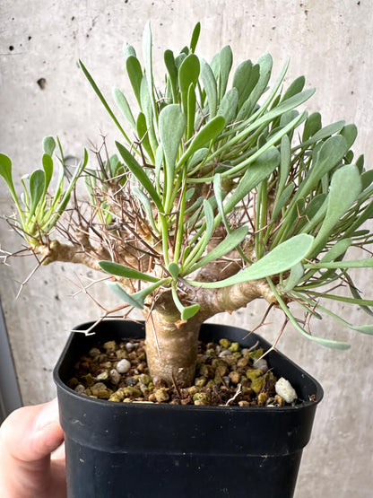 【現品限り】オトンナ・ユーフォルビオイデス【AH70】 Othonna euphorbioides