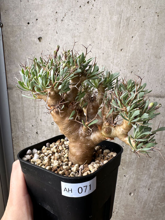 【現品限り】オトンナ・ユーフォルビオイデス【AH71】 Othonna euphorbioides