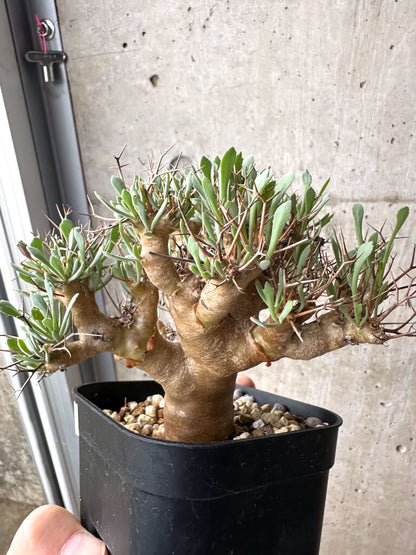 【現品限り】オトンナ・ユーフォルビオイデス【AH71】 Othonna euphorbioides