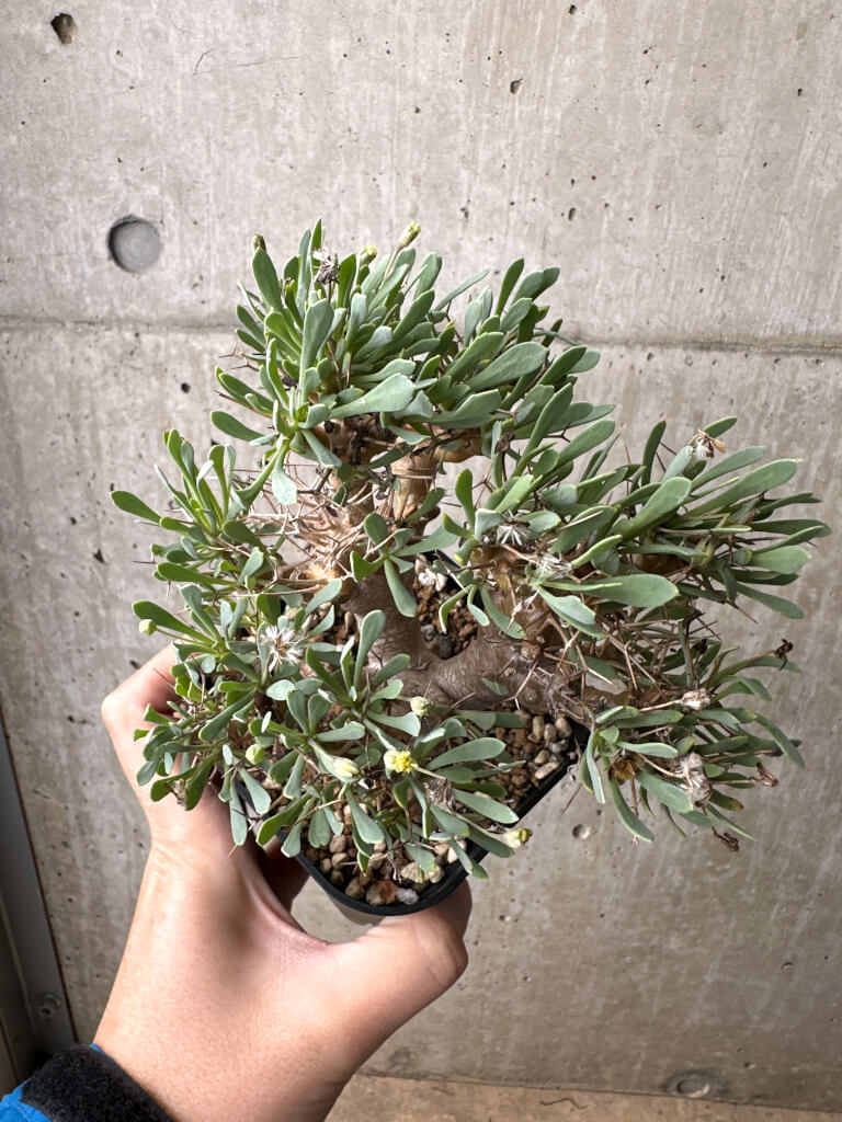 【現品限り】オトンナ・ユーフォルビオイデス【AH72】 Othonna euphorbioides