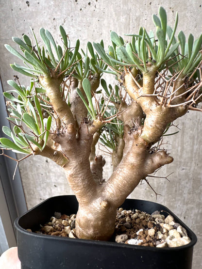 【現品限り】オトンナ・ユーフォルビオイデス【AH72】 Othonna euphorbioides