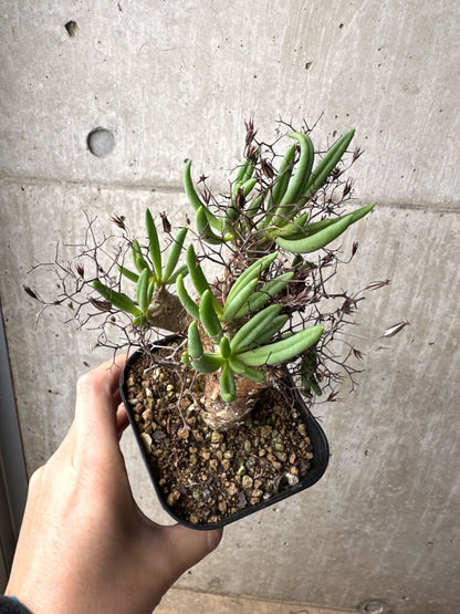 【現品限り】チレコドン・レティキュラーツス 万物想 現地株【AH73】 Tylecodon reticulatus
