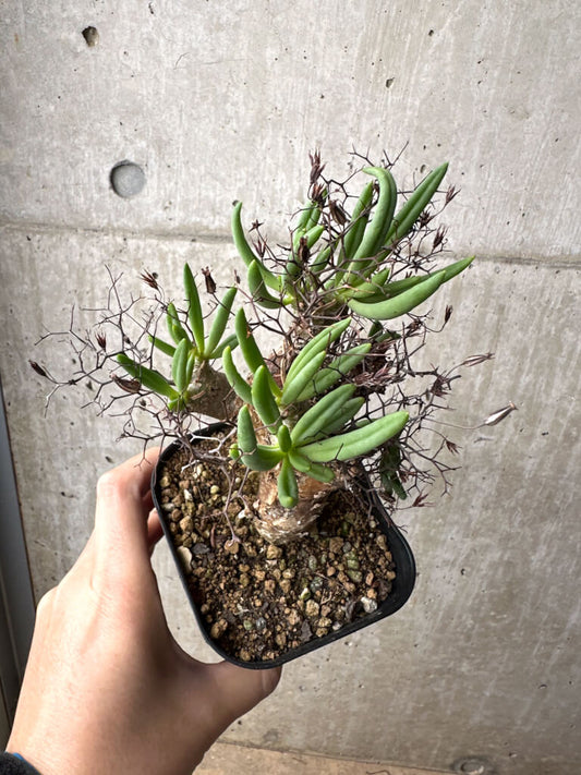 【現品限り】チレコドン・レティキュラーツス 万物想 現地株【AH73】 Tylecodon reticulatus