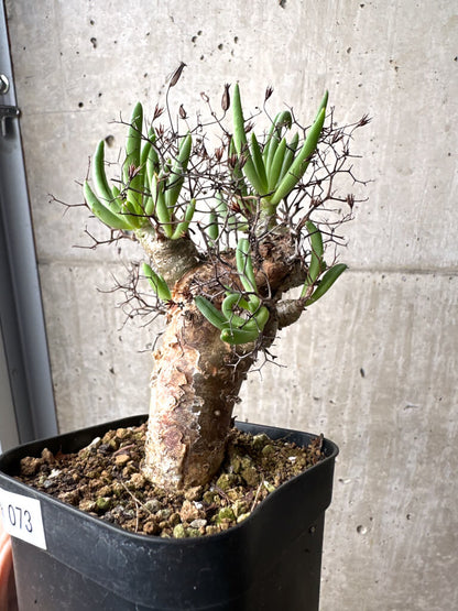 【現品限り】チレコドン・レティキュラーツス 万物想 現地株【AH73】 Tylecodon reticulatus