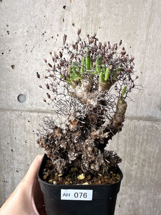 【現品限り】チレコドン・レティキュラーツス 万物想 現地株【AH76】 Tylecodon reticulatus