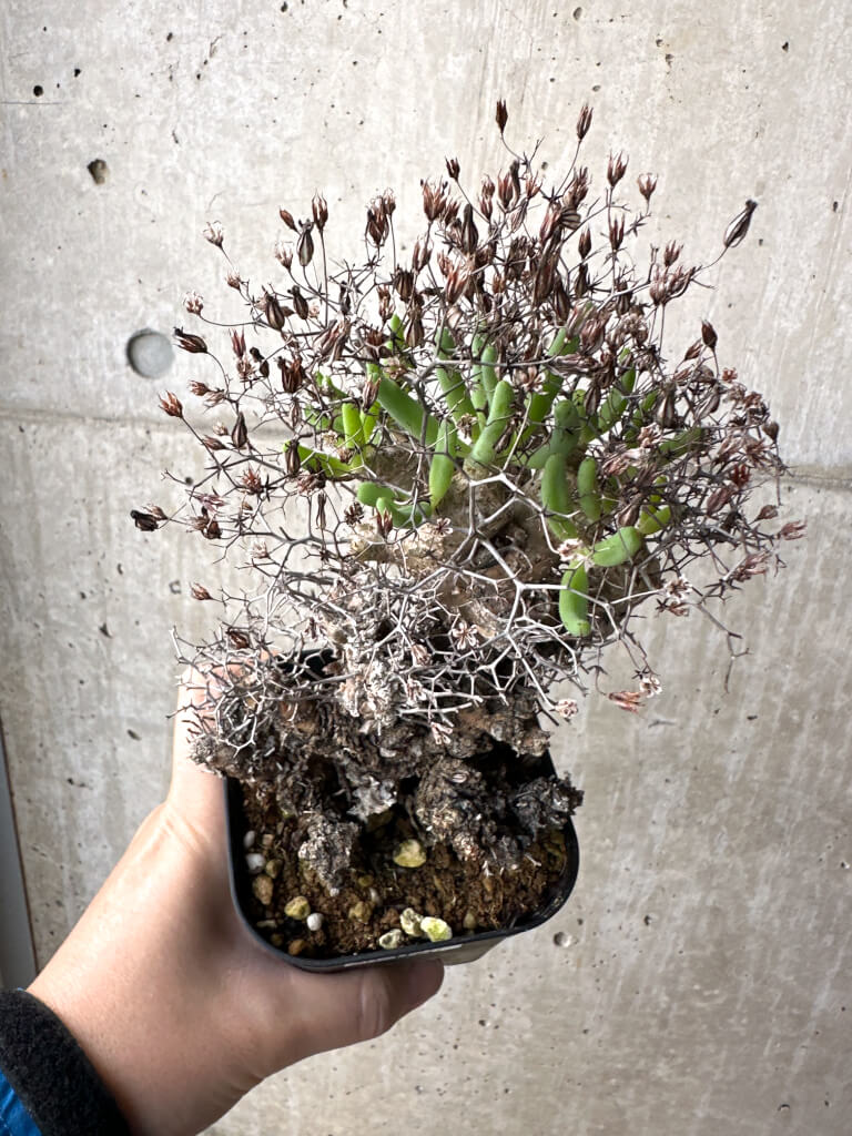 【現品限り】チレコドン・レティキュラーツス 万物想 現地株【AH76】 Tylecodon reticulatus