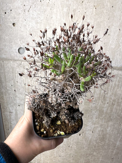 【現品限り】チレコドン・レティキュラーツス 万物想 現地株【AH76】 Tylecodon reticulatus