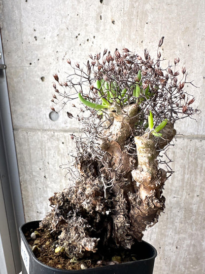 【現品限り】チレコドン・レティキュラーツス 万物想 現地株【AH76】 Tylecodon reticulatus