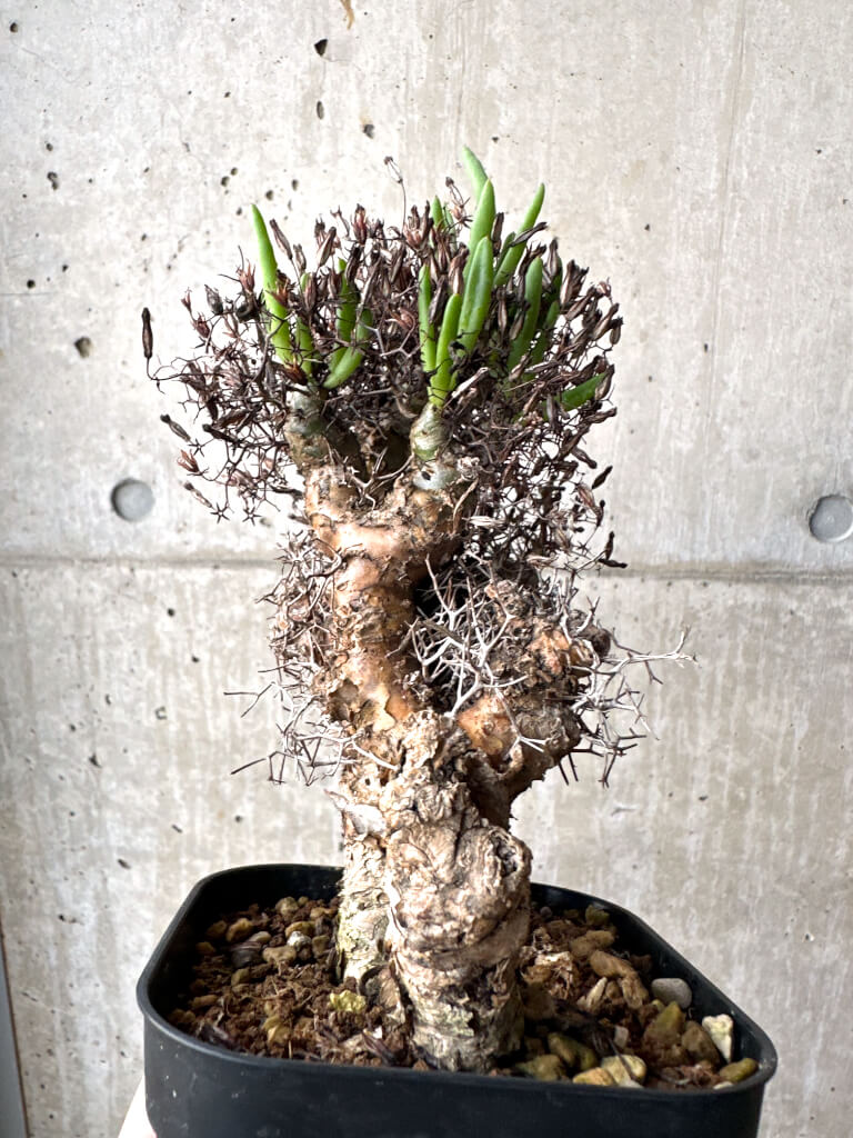 【現品限り】チレコドン・レティキュラーツス 万物想 現地株【AH77】 Tylecodon reticulatus