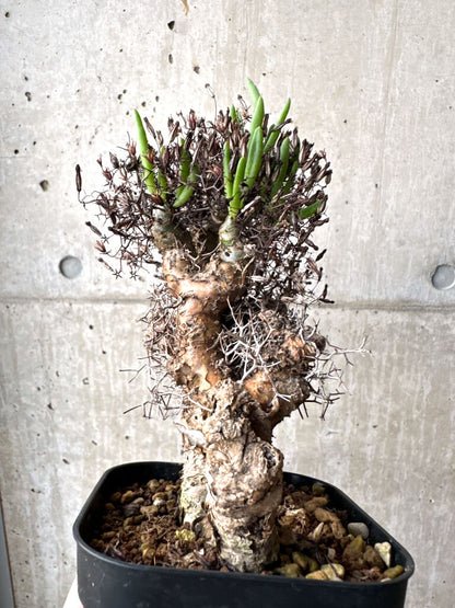 【現品限り】チレコドン・レティキュラーツス 万物想 現地株【AH77】 Tylecodon reticulatus