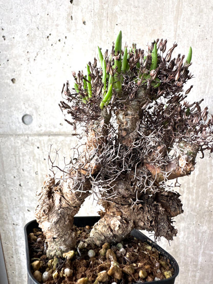 【現品限り】チレコドン・レティキュラーツス 万物想 現地株【AH77】 Tylecodon reticulatus