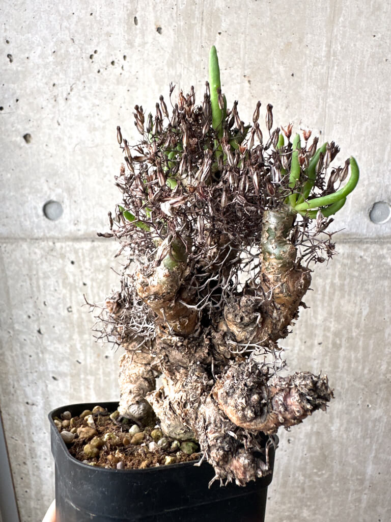 【現品限り】チレコドン・レティキュラーツス 万物想 現地株【AH77】 Tylecodon reticulatus