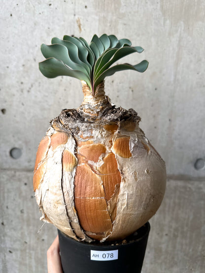 【現品限り】ブーファン・ハエマンソイデス 現地株 1年管理【AH78】 Boophane haemanthoides