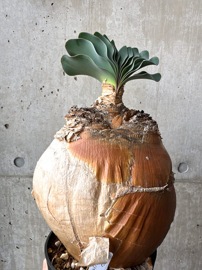 【現品限り】ブーファン・ハエマンソイデス 現地株 1年管理【AH78】 Boophane haemanthoides