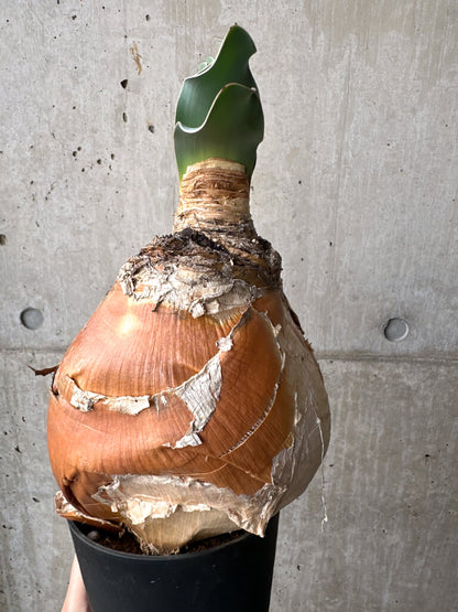 【現品限り】ブーファン・ハエマンソイデス 現地株 1年管理【AH78】 Boophane haemanthoides