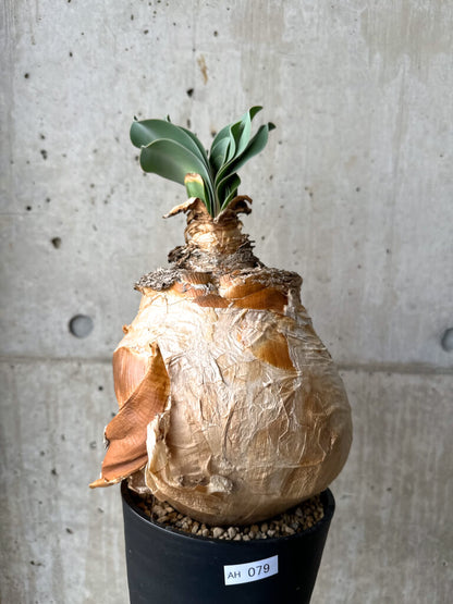 【現品限り】ブーファン・ハエマンソイデス 現地株 1年管理【AH79】 Boophane haemanthoides