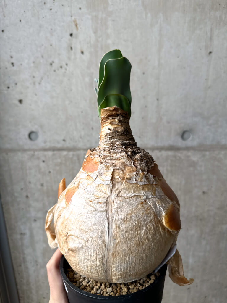 ブーファン　ハエマンソイデス発根済み三年間管理しました 塊根植物 多肉植物 現品限り】ブーファン・ハエマンソイデス 1年管理 おそらく発根済み