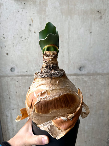 【現品限り】ブーファン・ハエマンソイデス 現地株 1年管理【AH79】 Boophane haemanthoides