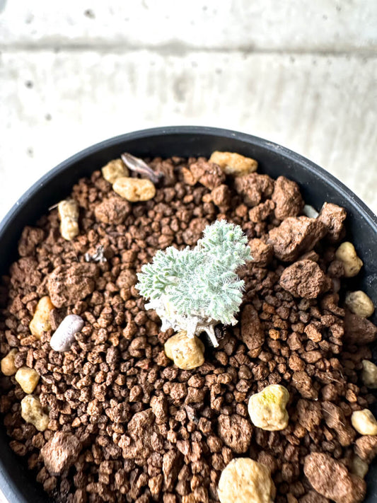 【現品限り】モンソニア・ぺニクリナム【AH7】 Monsonia peniculinum