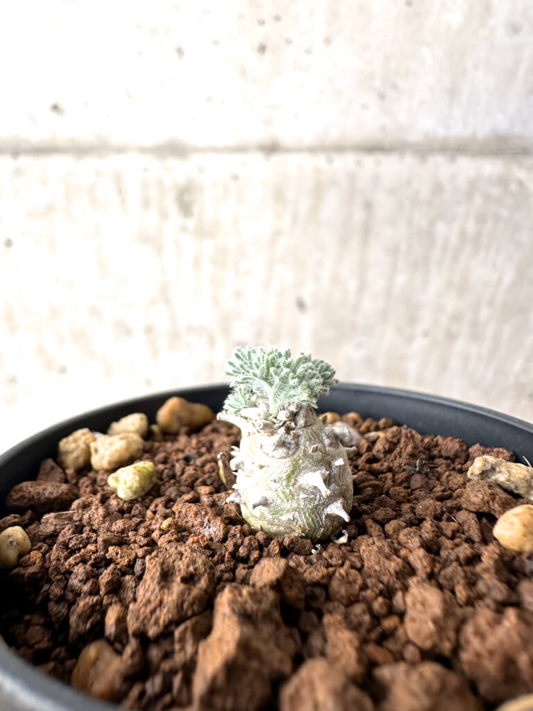 【現品限り】モンソニア・ぺニクリナム【AH7】 Monsonia peniculinum