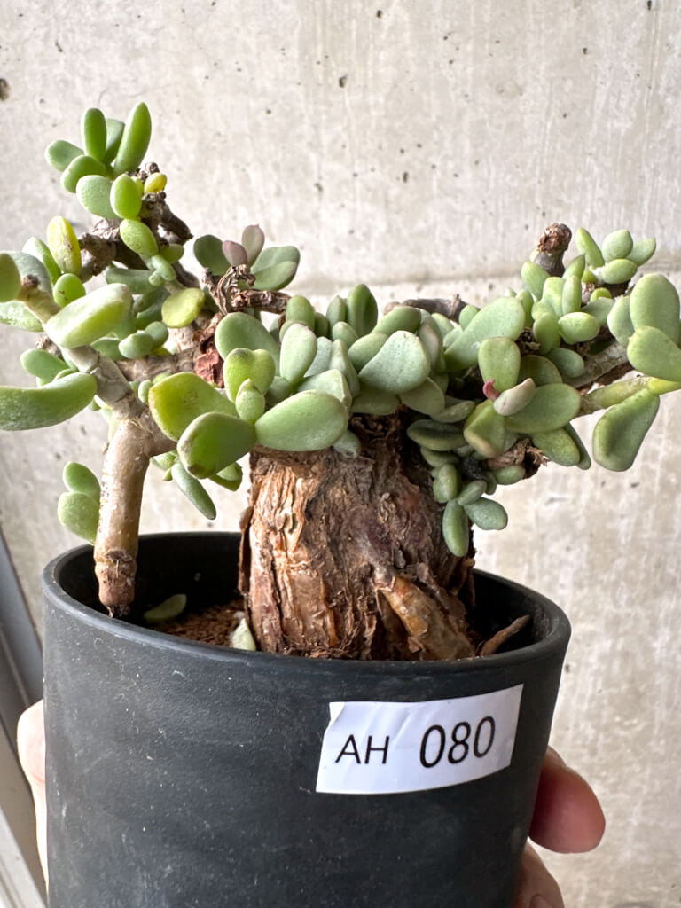 現品限り】ケラリア・ピグマエア 現地株【AH80】 Ceraria pygmaea 塊根