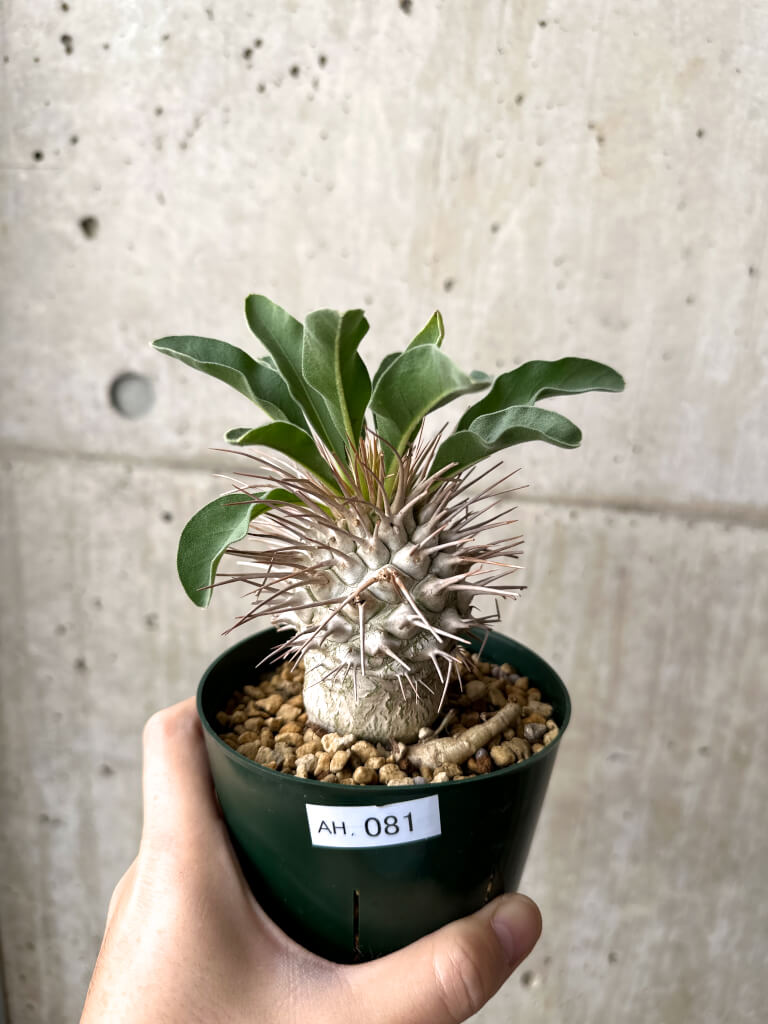 【現品限り】パキポディウム・ナマクアナム 光堂 実生 大株【AH81】 Pachypodium namaquanum