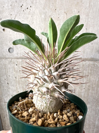 【現品限り】パキポディウム・ナマクアナム 光堂 実生 大株【AH81】 Pachypodium namaquanum