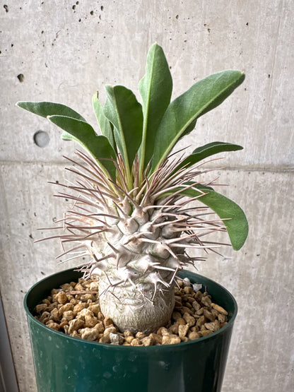 【現品限り】パキポディウム・ナマクアナム 光堂 実生 大株【AH81】 Pachypodium namaquanum