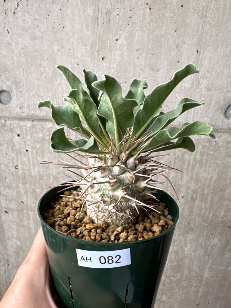 【現品限り】パキポディウム・ナマクアナム 光堂 実生 大株【AH82】 Pachypodium namaquanum