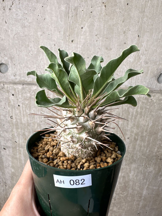 【現品限り】パキポディウム・ナマクアナム 光堂 実生 大株【AH82】 Pachypodium namaquanum