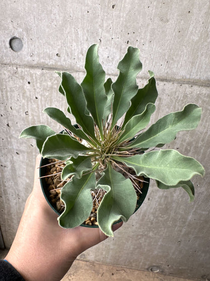 【現品限り】パキポディウム・ナマクアナム 光堂 実生 大株【AH82】 Pachypodium namaquanum