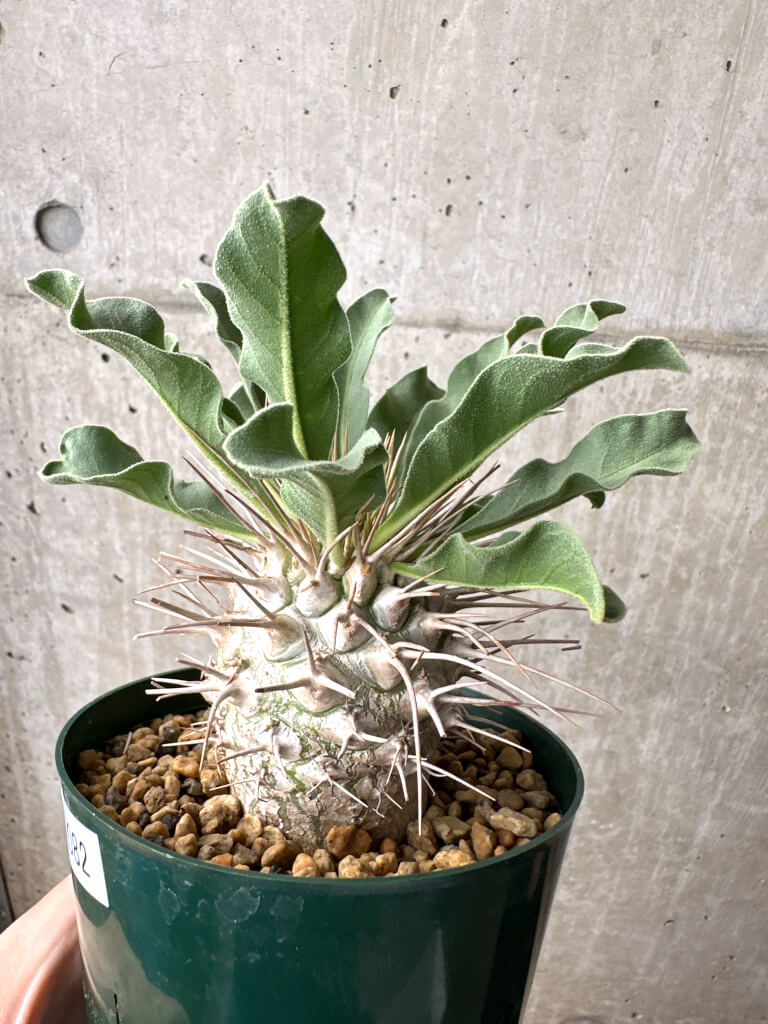 【現品限り】パキポディウム・ナマクアナム 光堂 実生 大株【AH82】 Pachypodium namaquanum