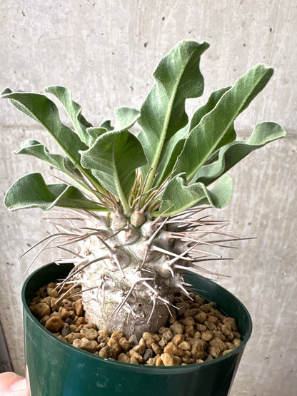 【現品限り】パキポディウム・ナマクアナム 光堂 実生 大株【AH82】 Pachypodium namaquanum