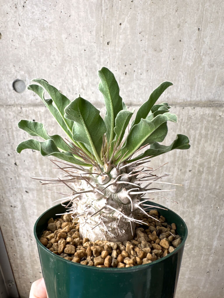 【現品限り】パキポディウム・ナマクアナム 光堂 実生 大株【AH82】 Pachypodium namaquanum