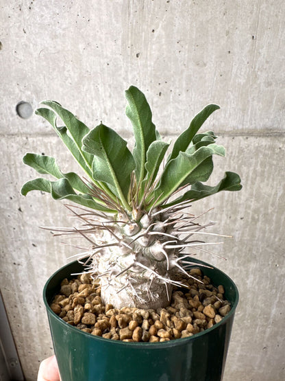 【現品限り】パキポディウム・ナマクアナム 光堂 実生 大株【AH82】 Pachypodium namaquanum
