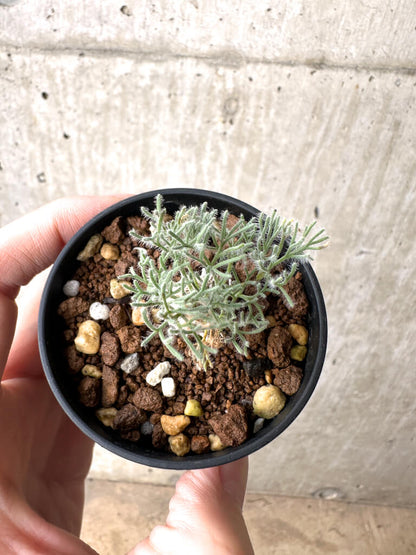 【現品限り】モンソニア・ぺニクリナム【AH8】 Monsonia peniculinum