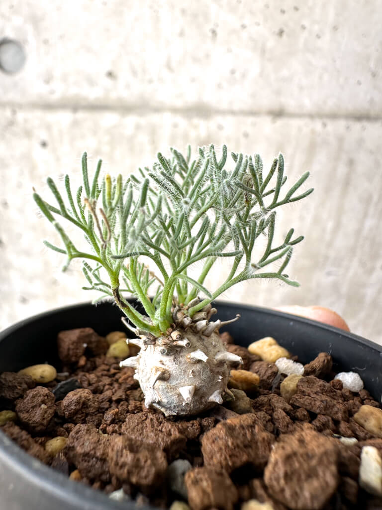 【現品限り】モンソニア・ぺニクリナム【AH8】 Monsonia peniculinum