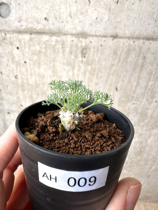【現品限り】モンソニア・ぺニクリナム【AH9】 Monsonia peniculinum