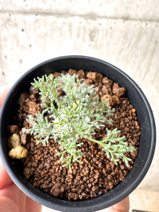 【現品限り】モンソニア・ぺニクリナム【AH9】 Monsonia peniculinum