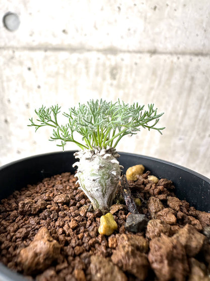 【現品限り】モンソニア・ぺニクリナム【AH9】 Monsonia peniculinum