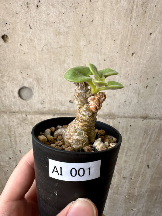 【現品限り】チレコドン・コルディフォルミス【AI1】 Tylecodon cordiformis