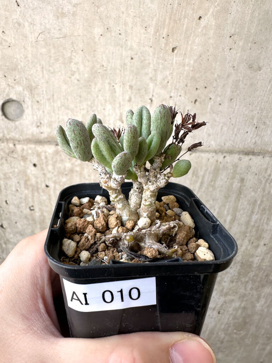 【現品限り】チレコドン・sp ノヴァ【AI10】 Tylecodon sp nova