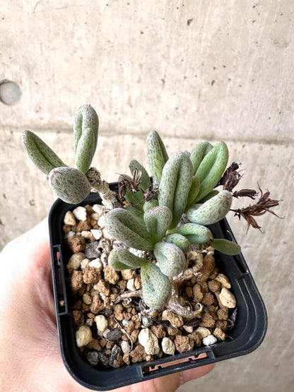 【現品限り】チレコドン・sp ノヴァ【AI10】 Tylecodon sp nova