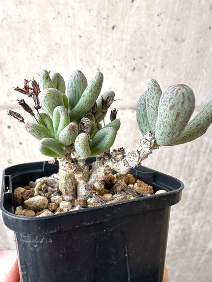 【現品限り】チレコドン・sp ノヴァ【AI10】 Tylecodon sp nova