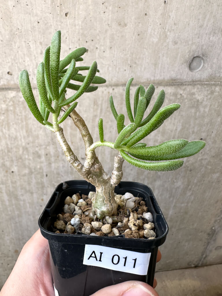 【現品限り】チレコドン・ピグマエウス【AI11】 Tylecodon pygmaeus